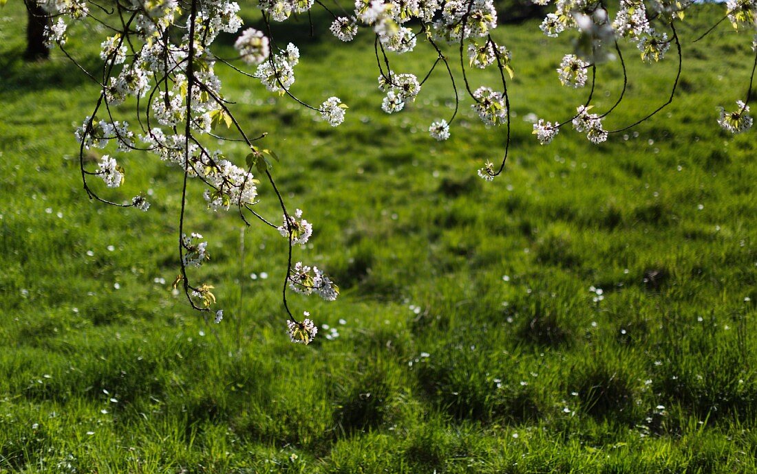 Branches of flowering wild cherry in spring meadow