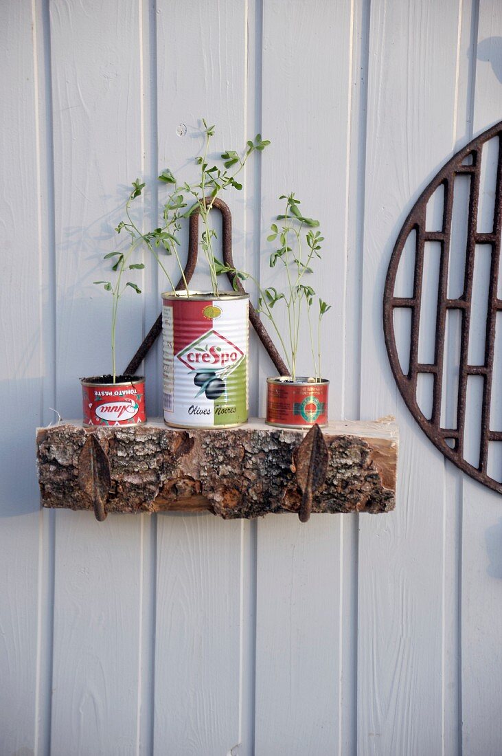 Old cans upcycled as plant pots for seedlings