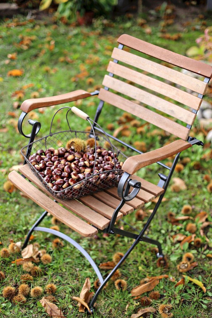 Wire basket of sweet chestnuts on garden chair