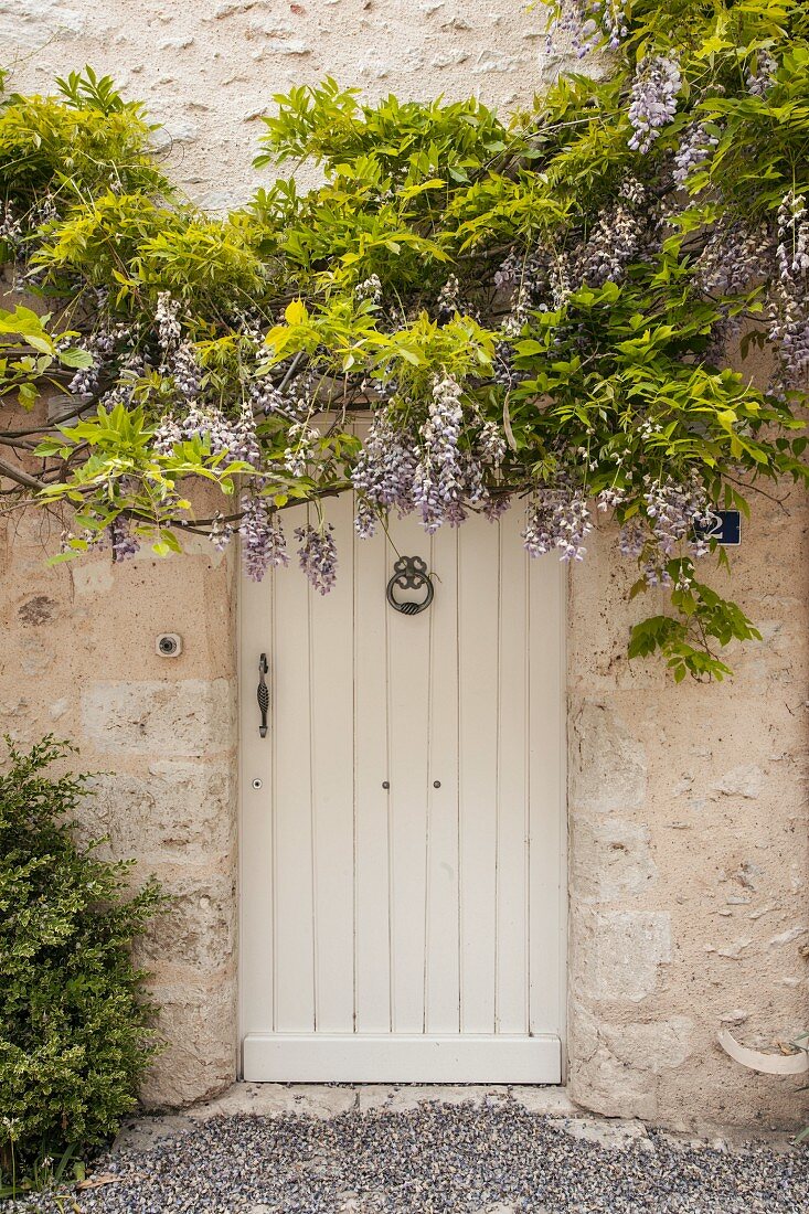 Blühende Glyzine an Natursteinfassade über weisser Holztür mit Klopfer