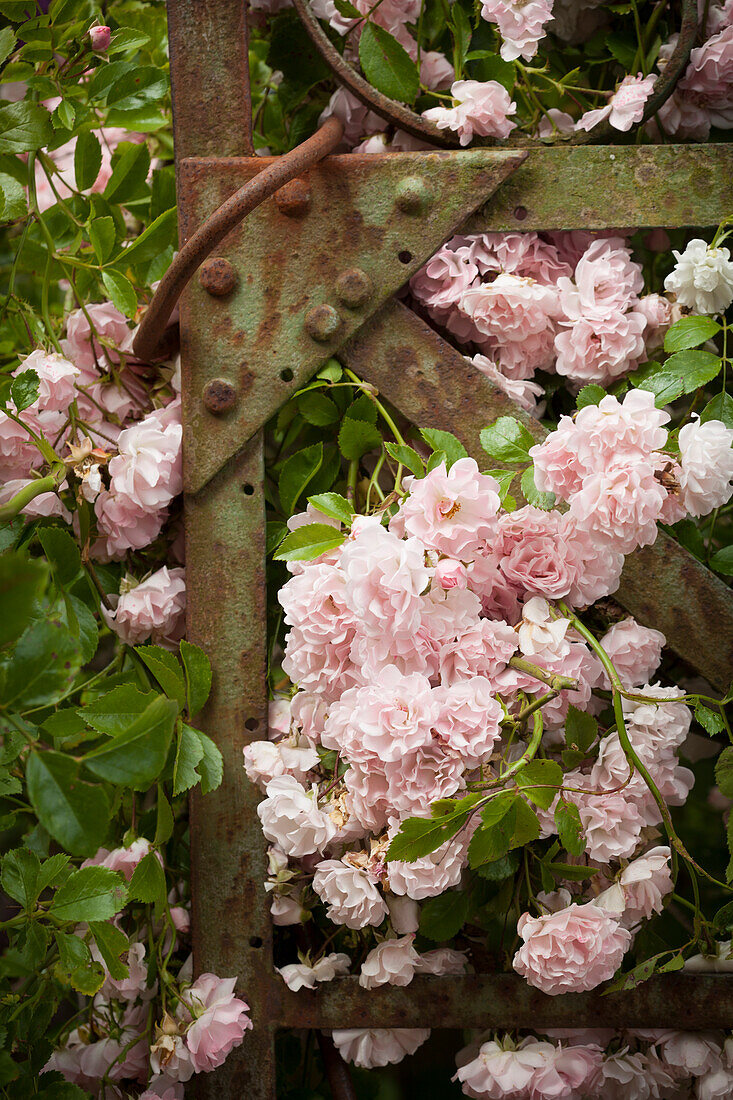 Pink climbing rose scrambling through wrought iron gate