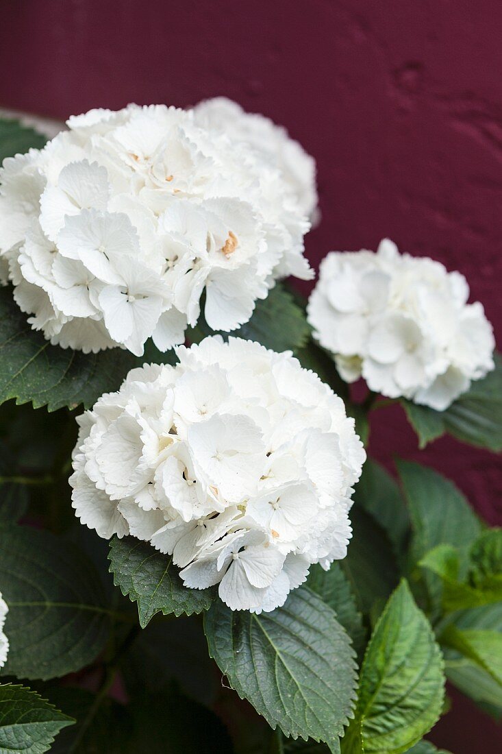 weiße Hortensienblüten