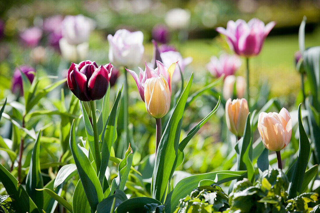 Purple, yellow and white tulips