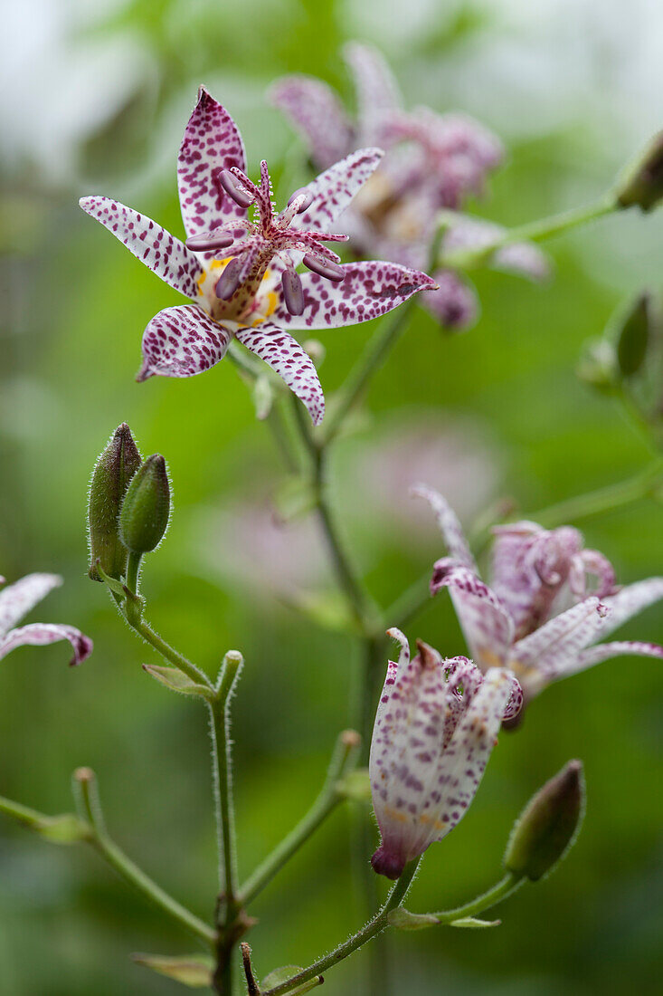 Speckled toad lily flowers