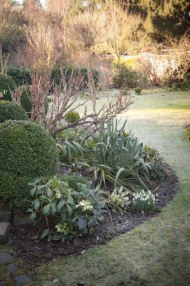 Snowdrops and box ball in curved flowerbed in garden with frosty lawn