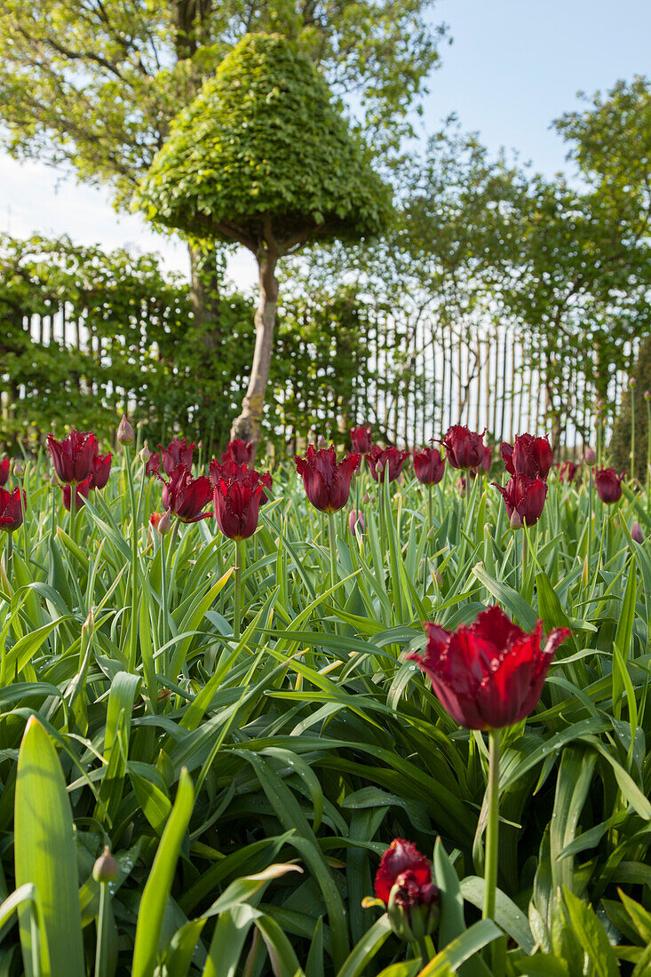 Dark red tulips in front of clipped tree and climber-covered fence