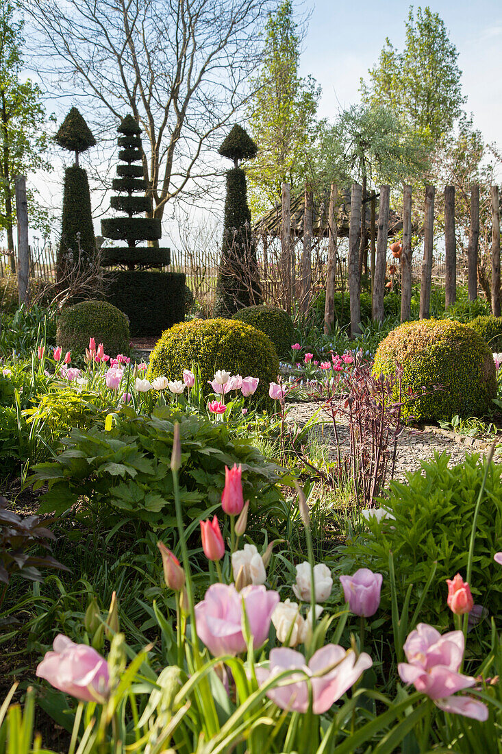 Geometrische und figürliche Formschnitte in 'Tuinzondernaam' Gartenanlage mit pastellfarbenen Tulpensorten