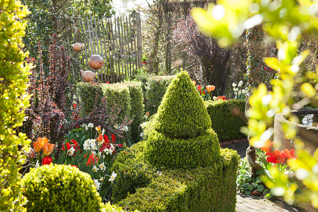 Gartenanlage mit Tulpen und Narzissen zwischen formgeschnittenen Buchshecken