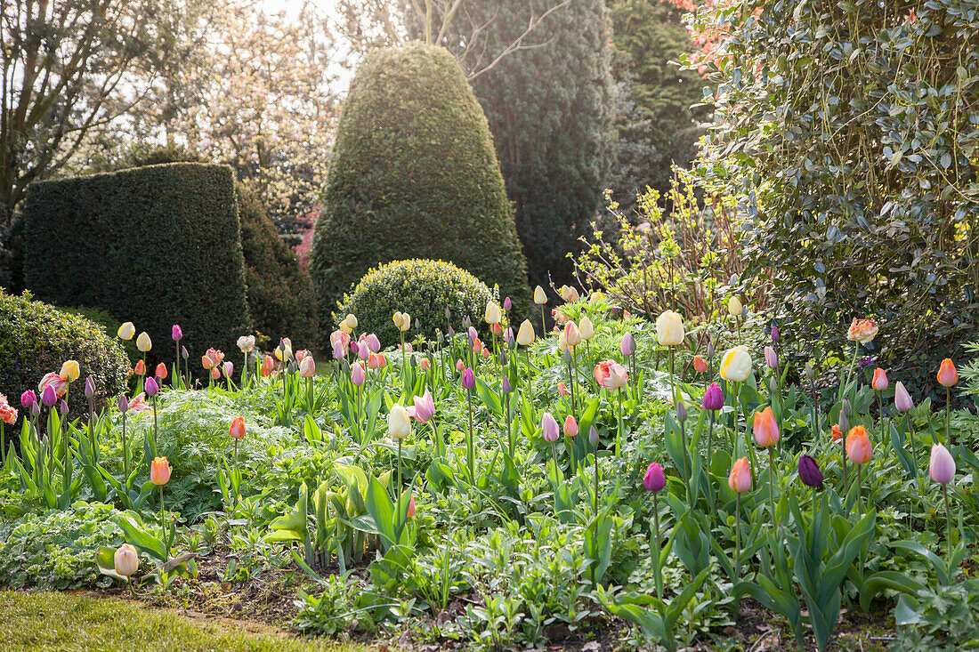Buntes Tulpenbeet in Gartenanlage im Zwielicht