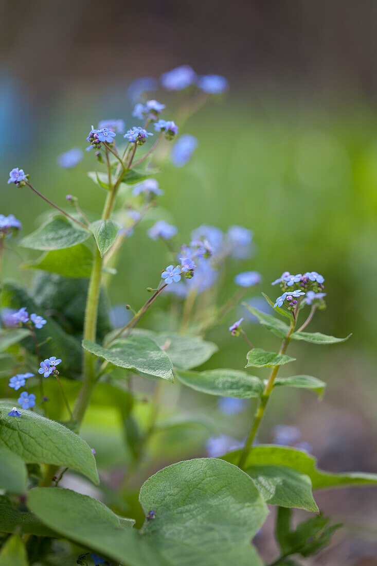 Forget-me-nots against blurred background