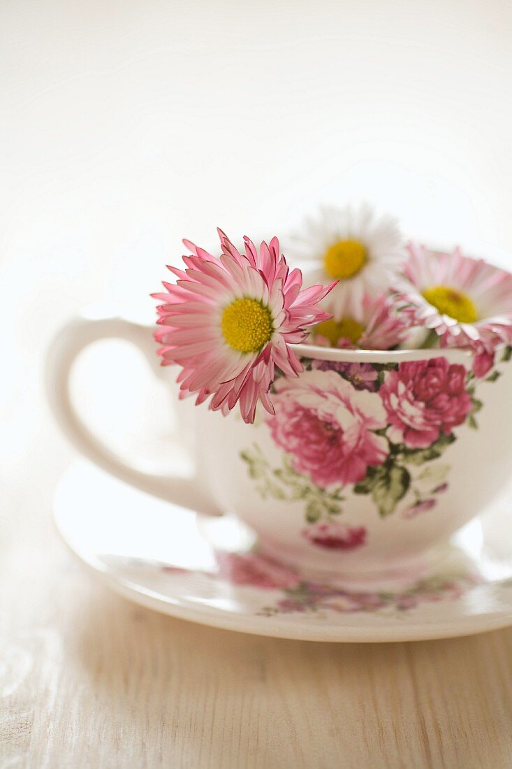 Gänseblümchen in einer Tasse mit Blumenmuster