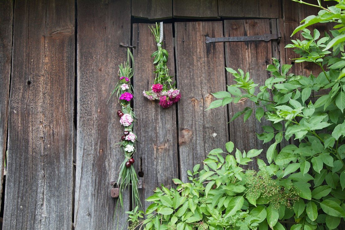 Braid of flowers and bouquet of Sweet William hung on wooden-board wall
