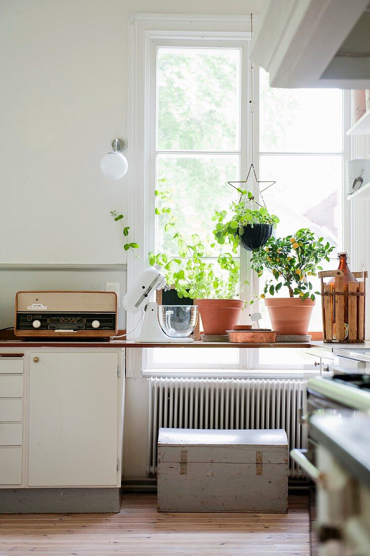 Potted plants on kitchen worksurface in front of window