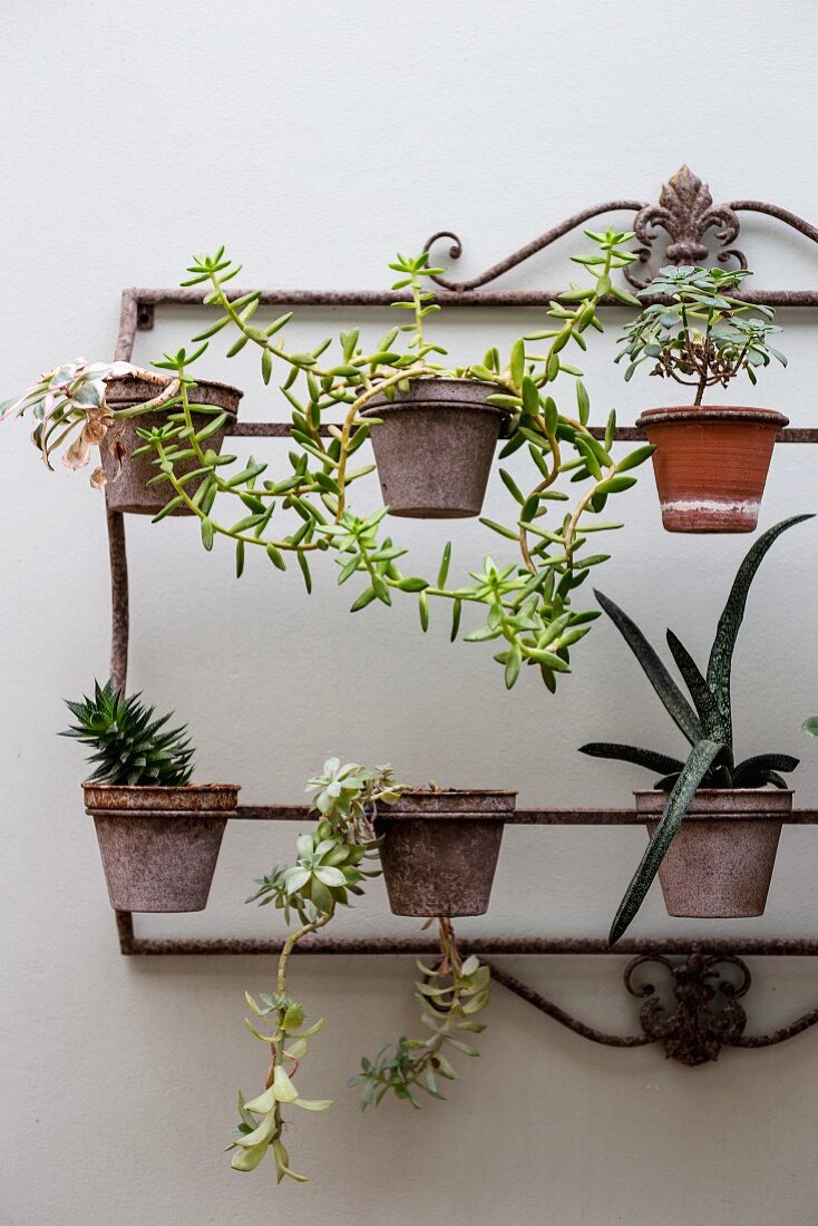 Potted plants on vintage metal-framed plant rack