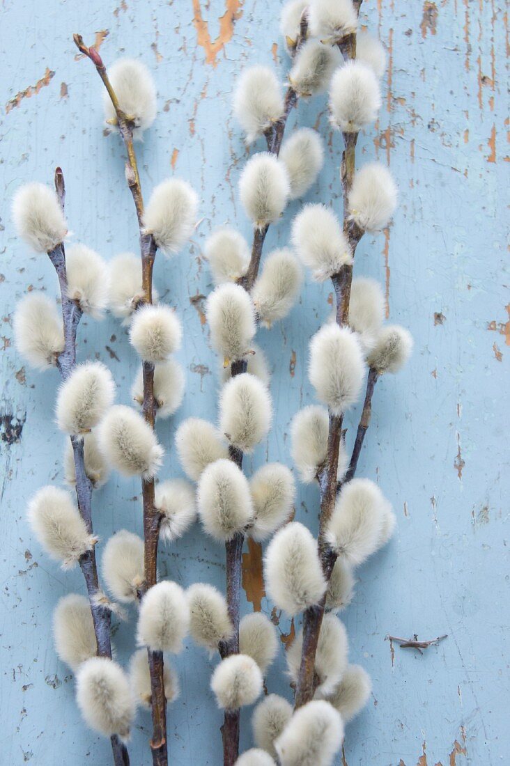 Willow catkins on blue surface