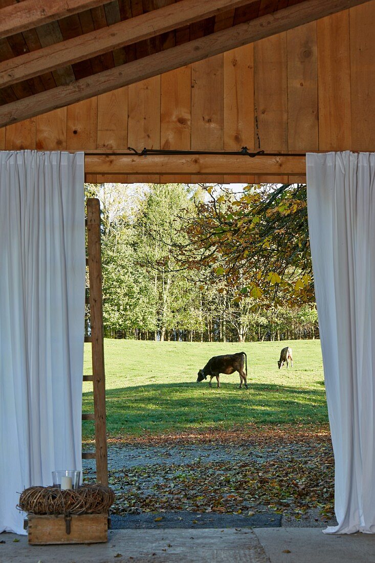 Blick von der Terrasse eines Holzhauses auf weidende Kühe