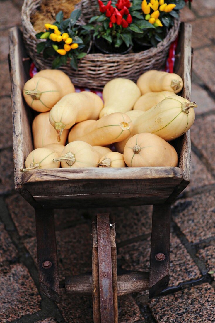 Butternut squashes and colourful chilli plaints in wooden wheelbarrow