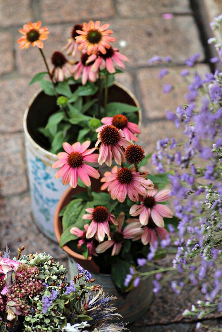 Purple coneflowers (Echinacea) in old tin cans