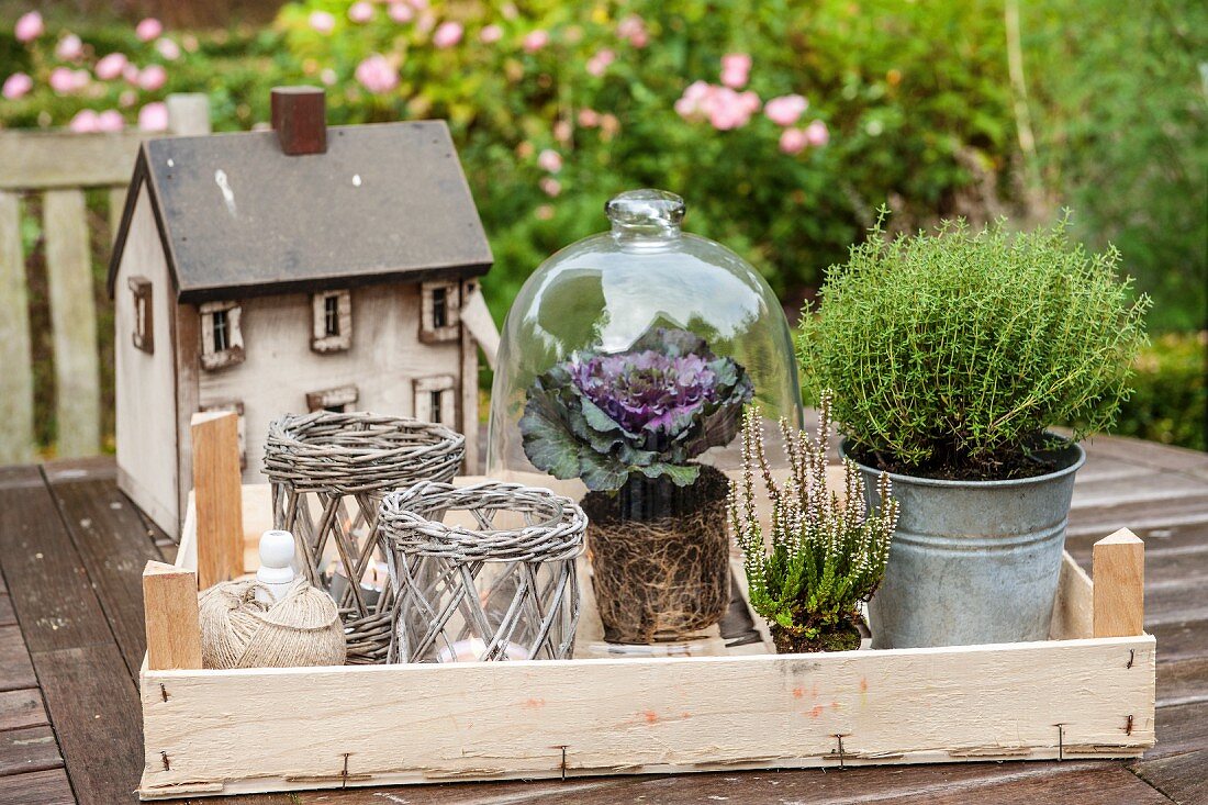 Tealight holders, potted herbs and ornamental cabbage under glass cover in front of miniature house on garden table