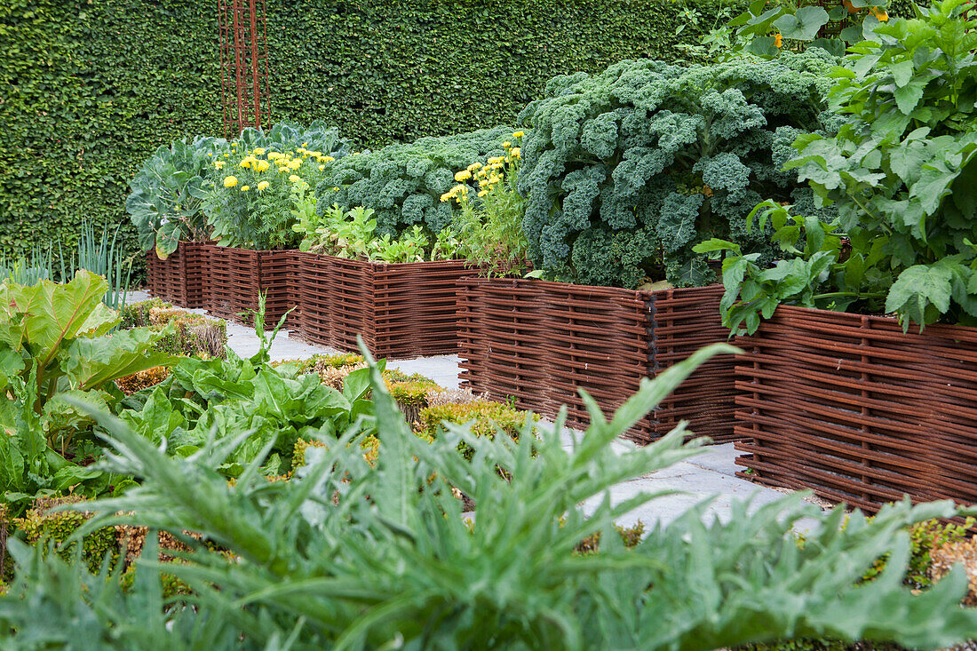 Grünkohl und Artischocken in Hochbeeten mit geflochtenen Eisenstäben eingefasst im Garten