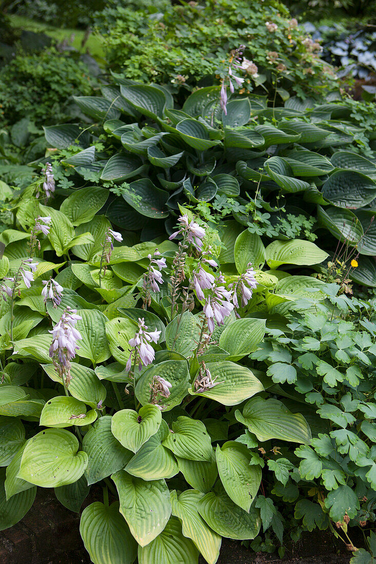 Perennial plant with purple flower spikes (hosta) in garden