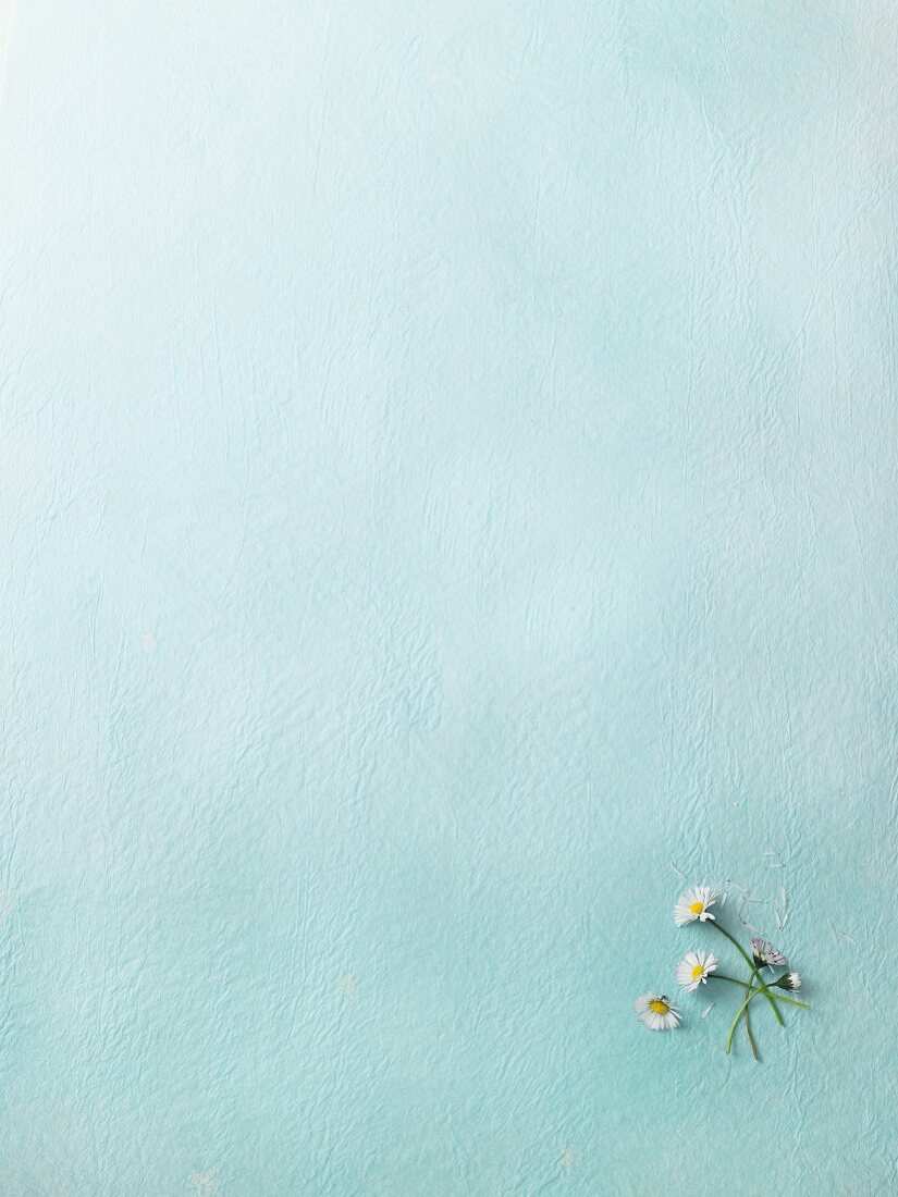 Fresh daisies on a light-blue surface