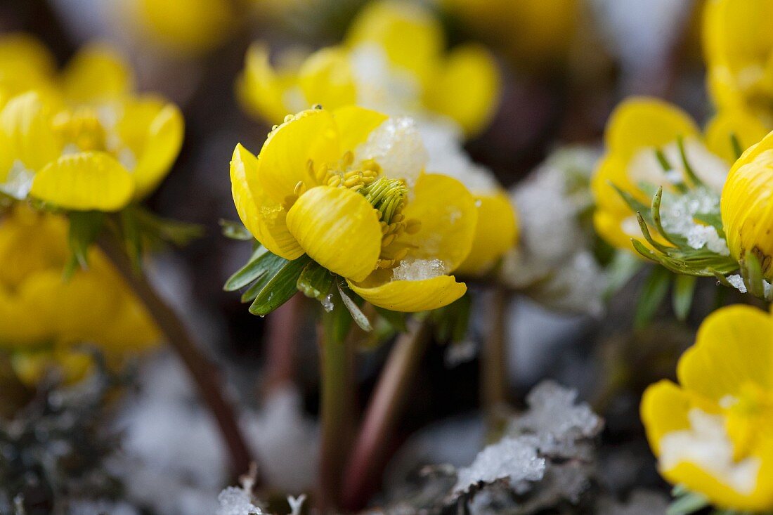 Winterlinge im Schnee