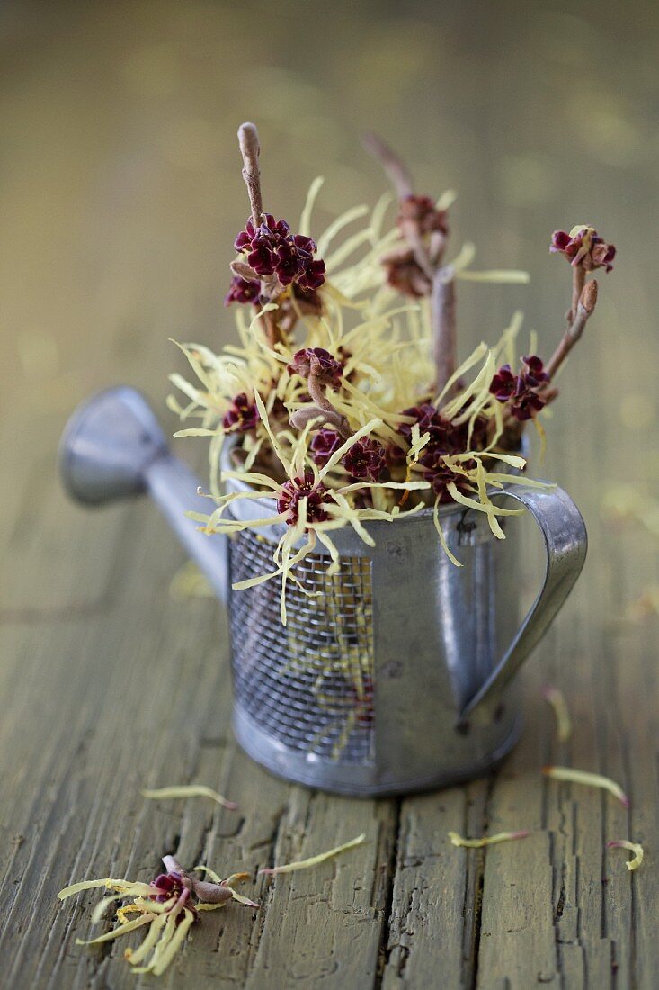 Witch hazel flowers in watering can ornament