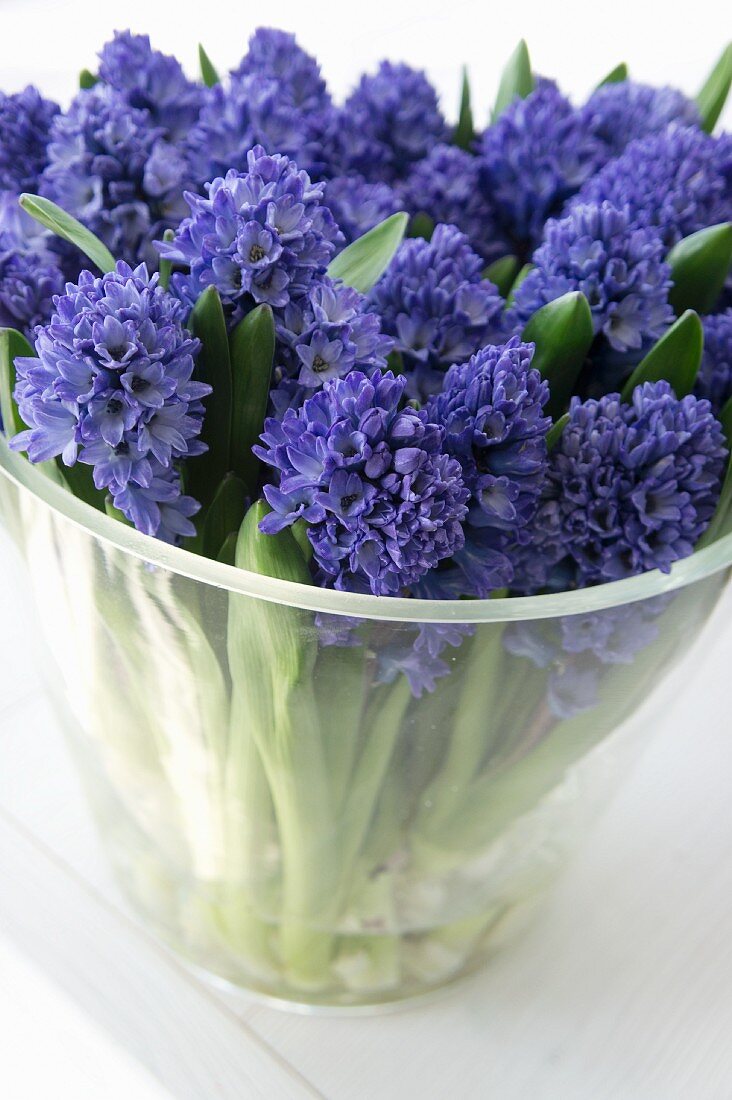 Blue hyacinths in a wide glass vase