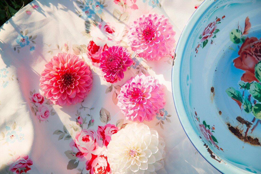 Rosa und weiße Dahlienblüten auf nostalgischem Tischtuch