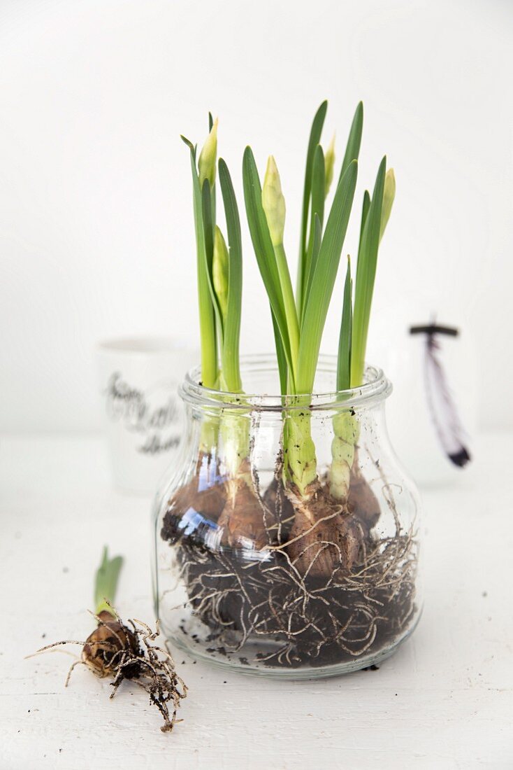 Narcissus with flower buds, bulbs and roots planted in glass container