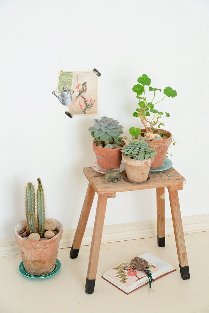 Potted succulents on rustic wooden stool below vintage postcard stuck on wall