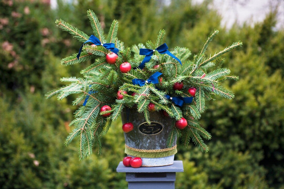 Weihnachtlich dekorierte Tannenzweige mit Äpfeln und dunkelblauen Schleifen, in Vintage Pflanzengefäss