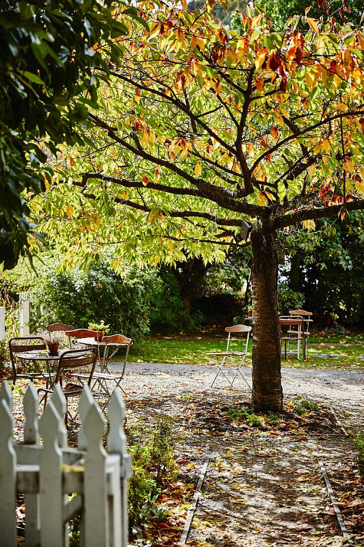 Tables and chairs around tree in sunshine