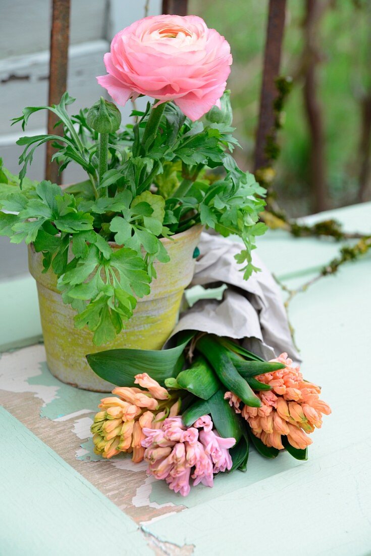 Pink ranunculus in yellow-painted terracotta pot and hyacinths on vintage surface