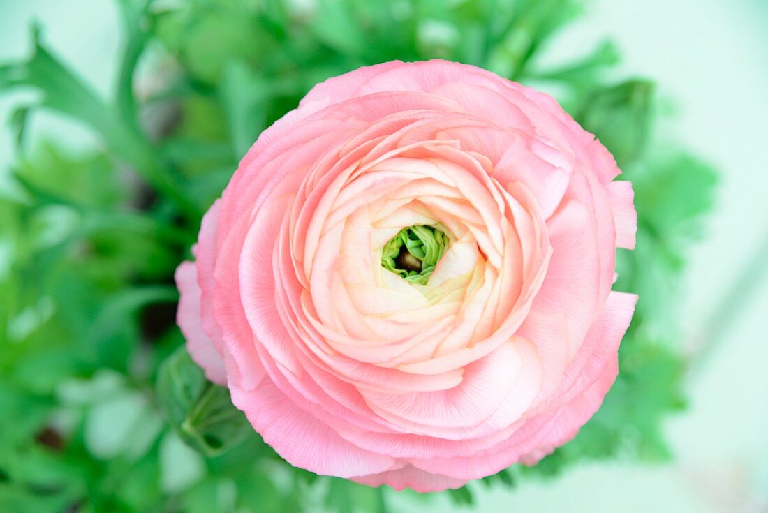 Rosa Ranunkelblüte (Close Up)