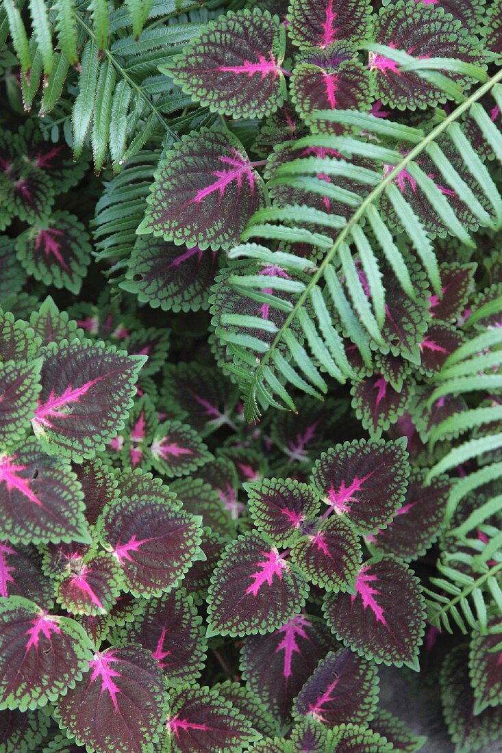 Coleus and fern leaves