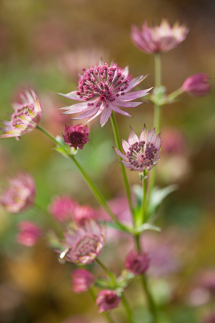 Close-up of pink astrantia