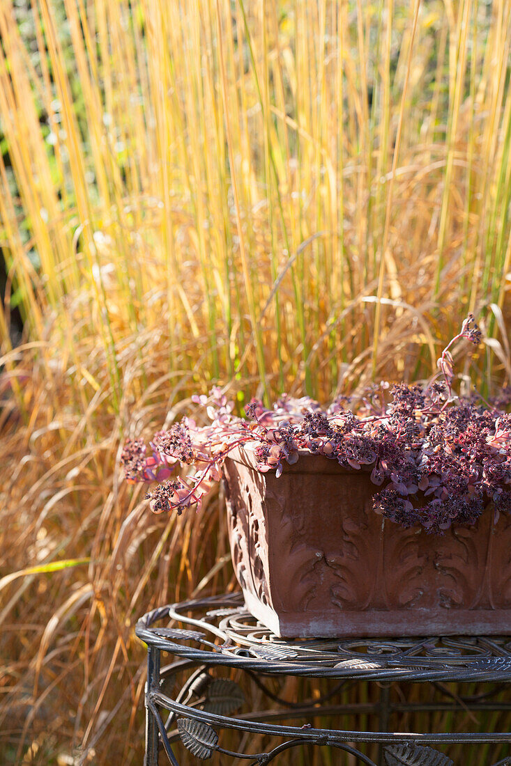Sedum in terracotta window box in front of yellow autumnal grasses