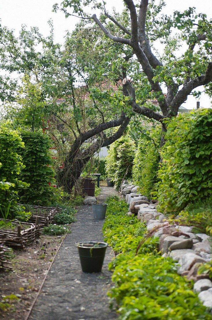 Garden path flanked by fruit trees and low stone wall