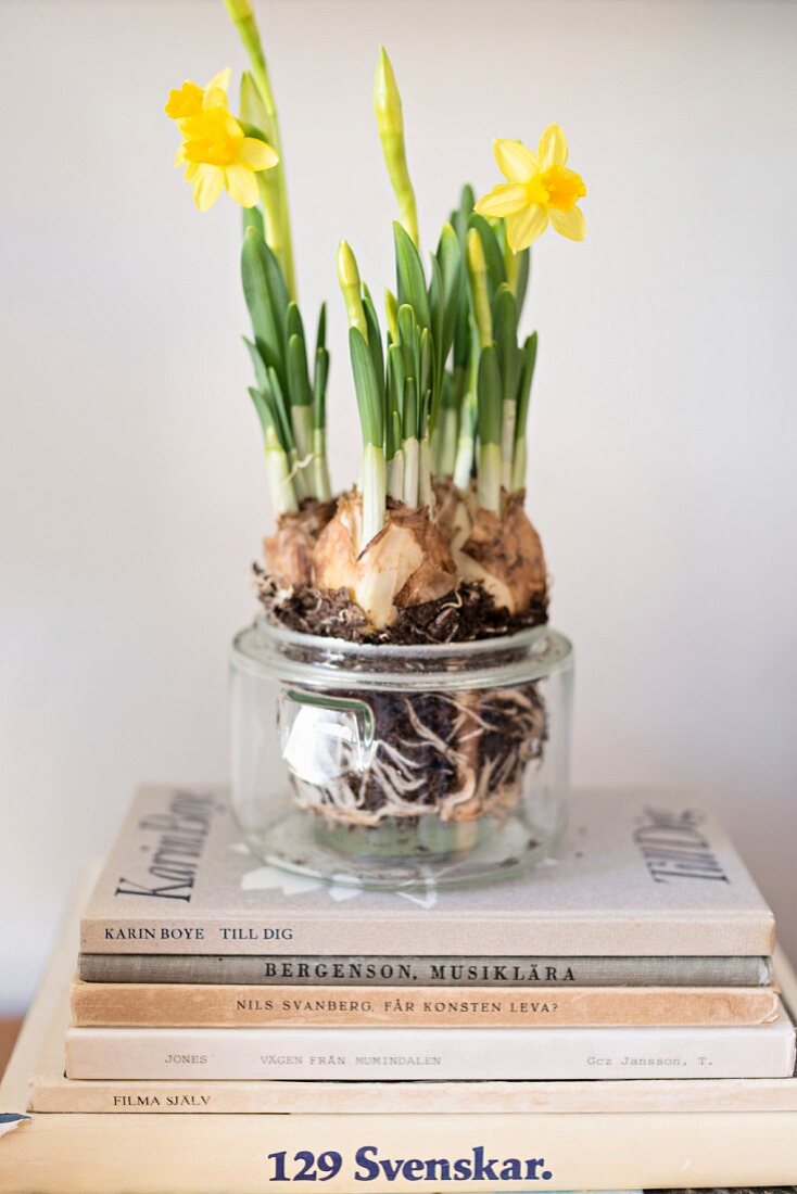 Narcissi planted in jam jar on stacked books