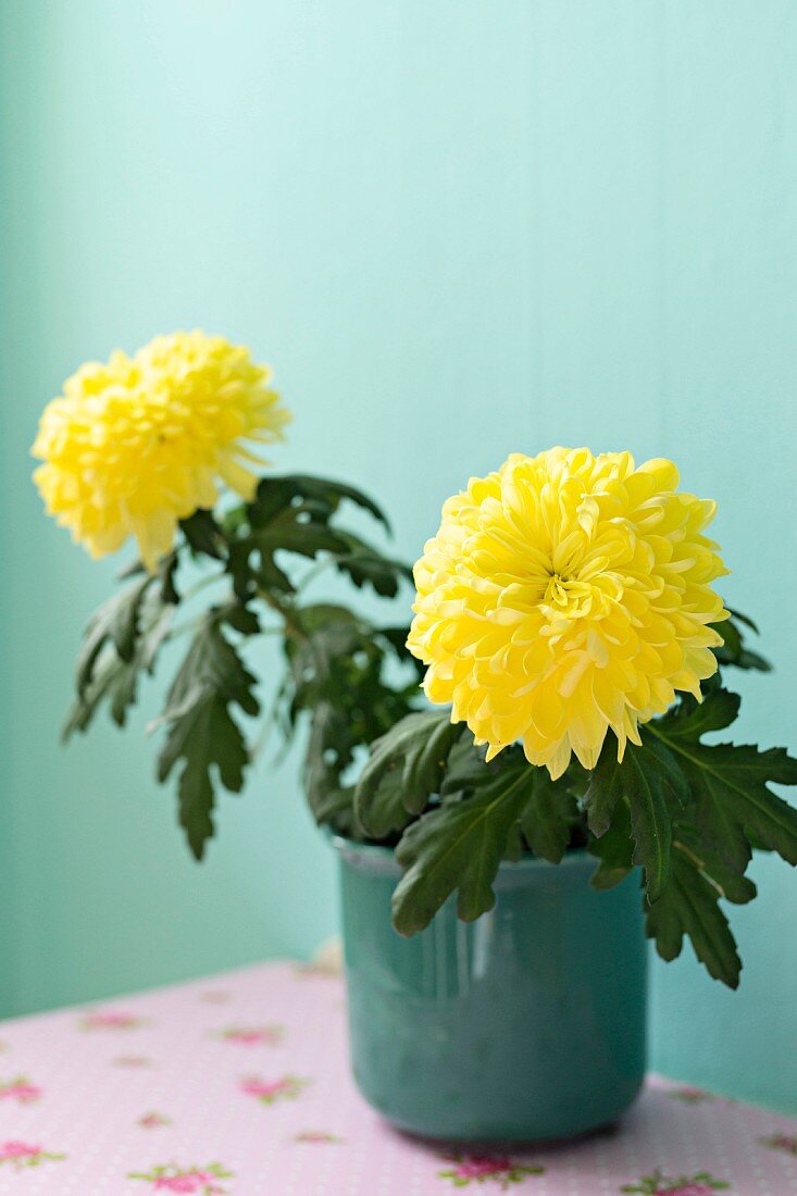 Gelbe Chrysanthemen in Übertopf vor türkisfarbener Wand