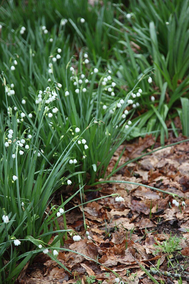 Delicate, flowering spring snowflakes and leaf litter in garden