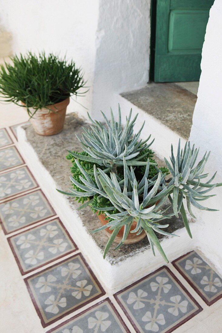 Potted succulents on Mediterranean front step with tiled surround