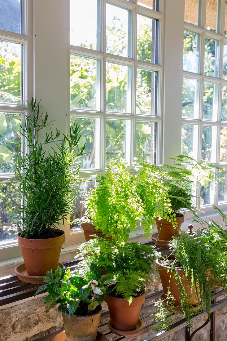 Green plants in front of lattice windows
