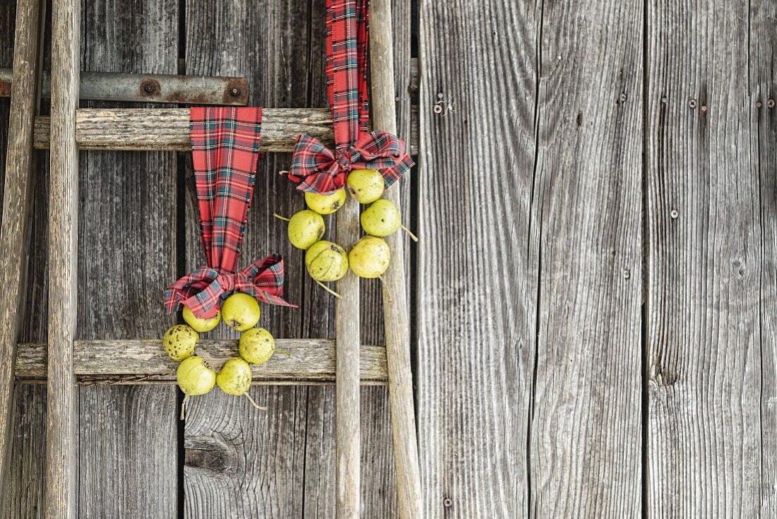 Two wreaths of perry pears hung from ladder on tartan ribbons
