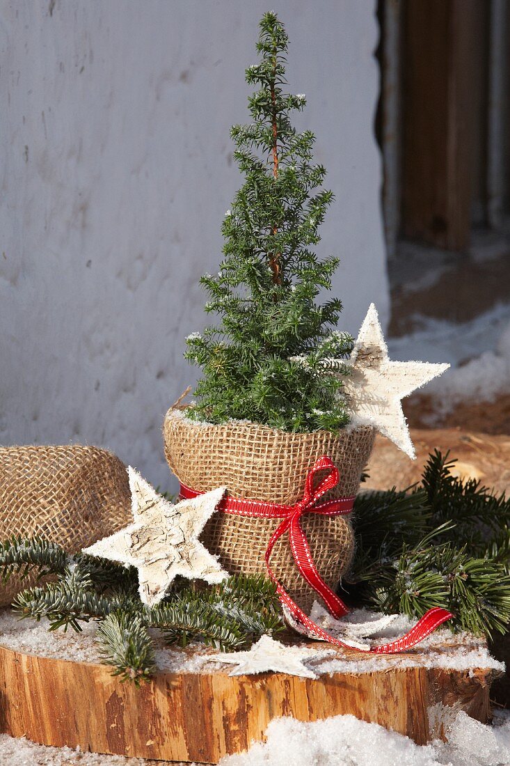 Potted conifer wrapped in hessian and decorated with stars