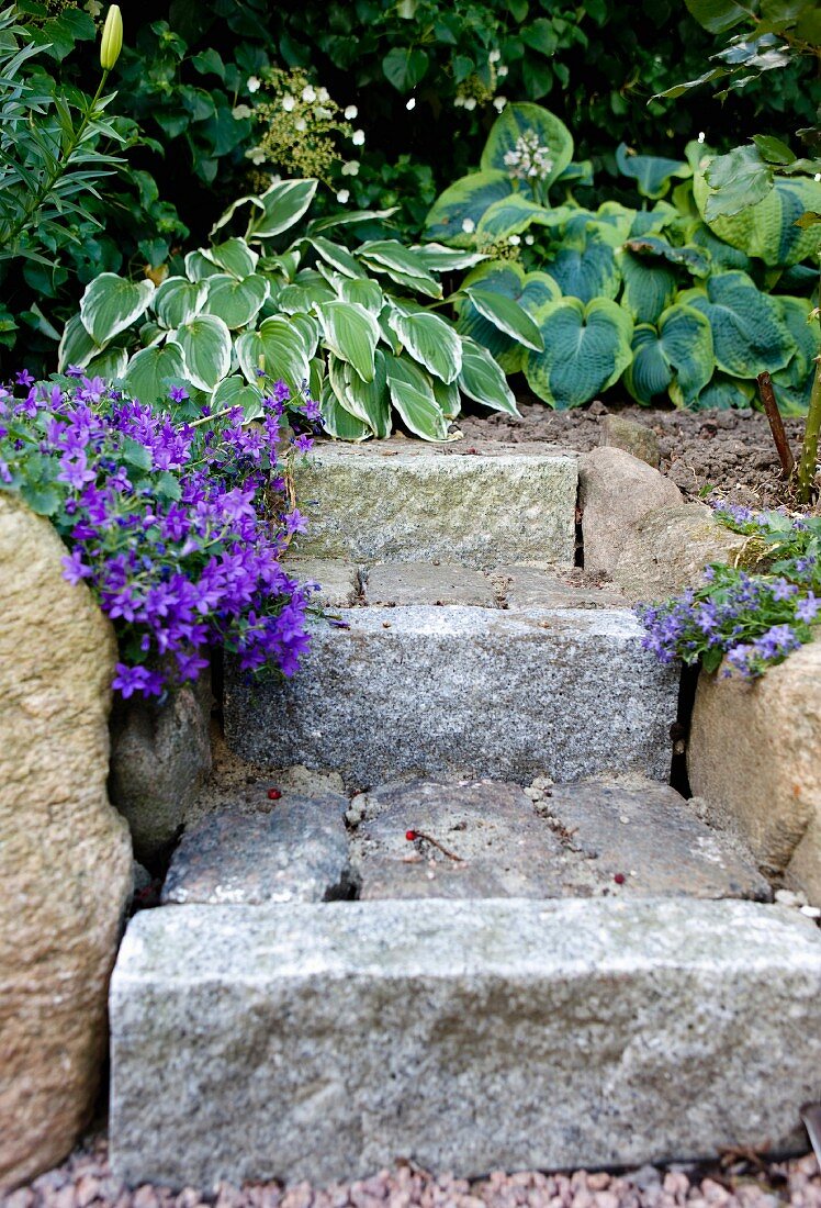Granit-Gartenstufen mit violettfarbenen Aubrieta-Blüten und Hosta-Pflanzen vor Hecke