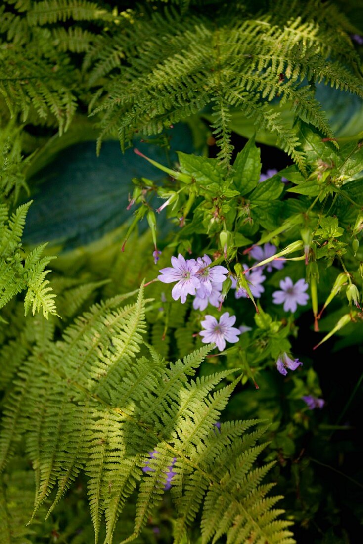 Purple flowering garden plant and fern