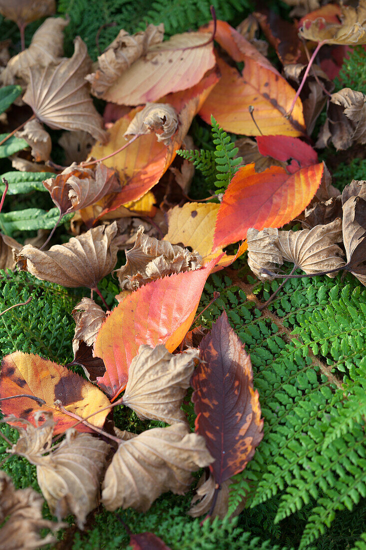 Brightly coloured autumnal leaves lying on ferns